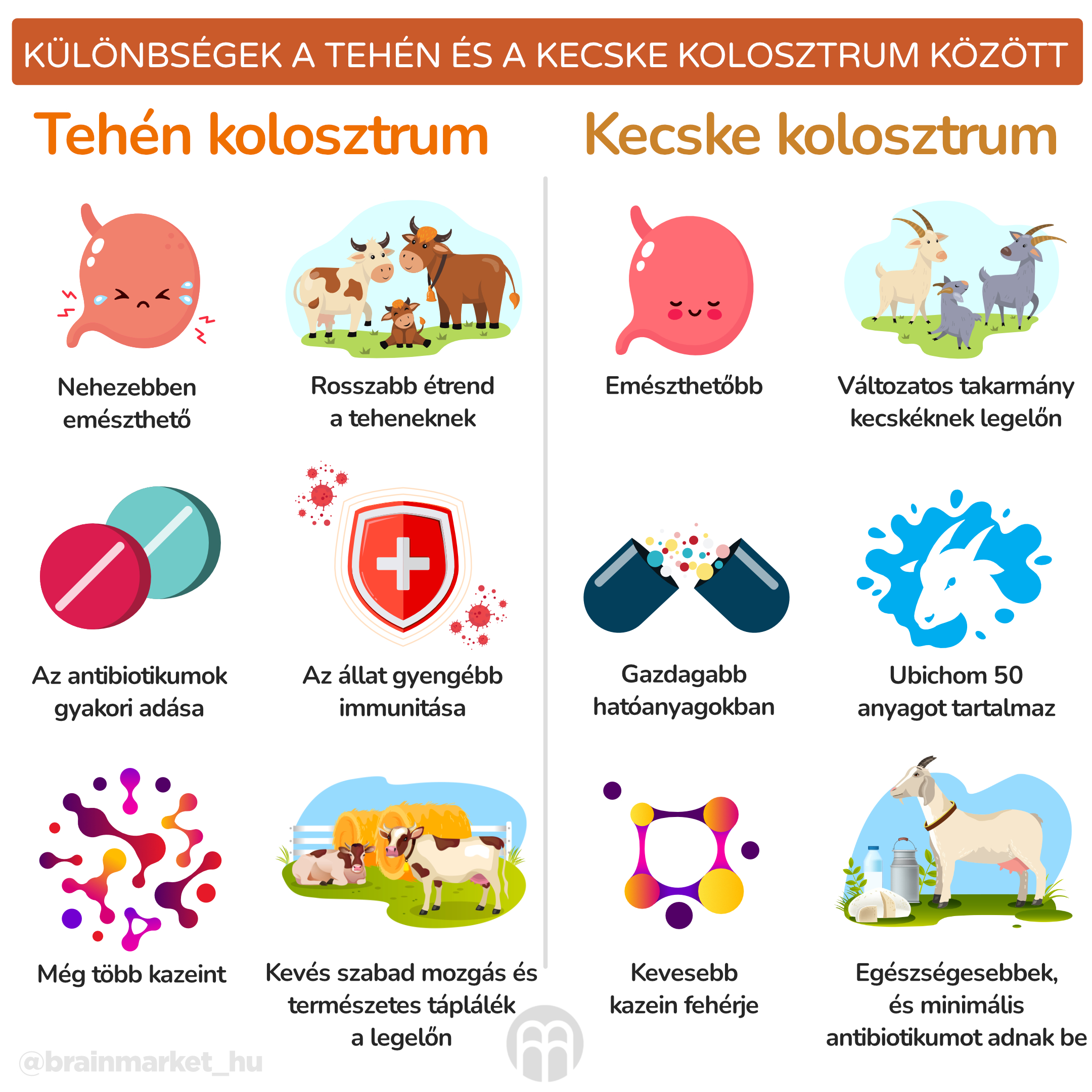 Rozdíly mezi kravským a kozím kolostrem_infografika_hu